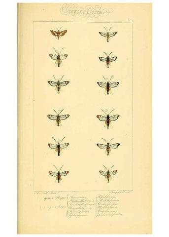 Reproducción/Reproduction 6053310935: Histoire naturelle des lépidoptères d'Europe Paris :L. de Bure,1845