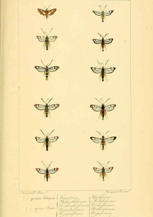 Reproducción/Reproduction 6053310935: Histoire naturelle des lépidoptères d'Europe Paris :L. de Bure,1845