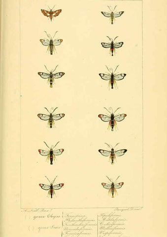 Reproducción/Reproduction 6053310935: Histoire naturelle des lépidoptères d'Europe Paris :L. de Bure,1845