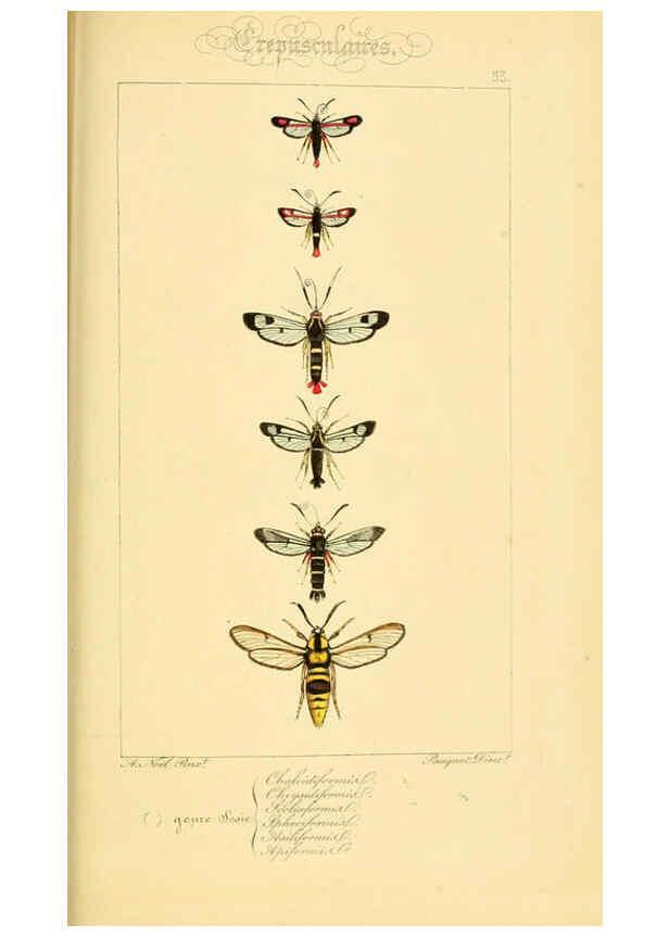 Reproducción/Reproduction 6053311141: Histoire naturelle des lépidoptères d'Europe Paris :L. de Bure,1845