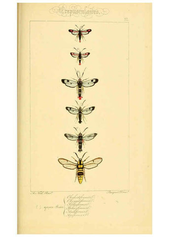 Reproducción/Reproduction 6053311141: Histoire naturelle des lépidoptères d'Europe Paris :L. de Bure,1845