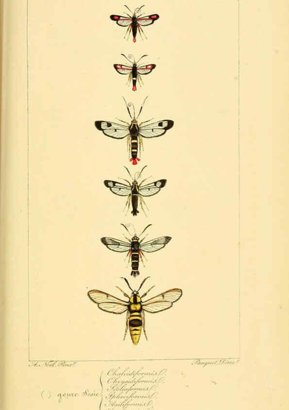 Reproducción/Reproduction 6053311141: Histoire naturelle des lépidoptères d'Europe Paris :L. de Bure,1845