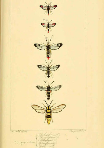 Reproducción/Reproduction 6053311141: Histoire naturelle des lépidoptères d'Europe Paris :L. de Bure,1845