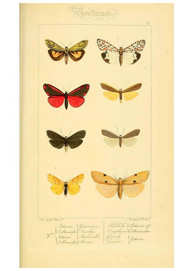 Reproducción/Reproduction 6053860476: Histoire naturelle des lépidoptères d'Europe Paris :L. de Bure,1845