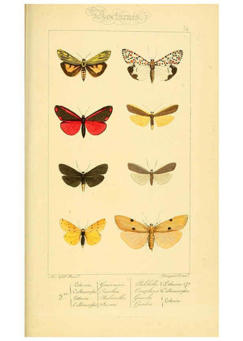Reproducción/Reproduction 6053860476: Histoire naturelle des lépidoptères d'Europe Paris :L. de Bure,1845
