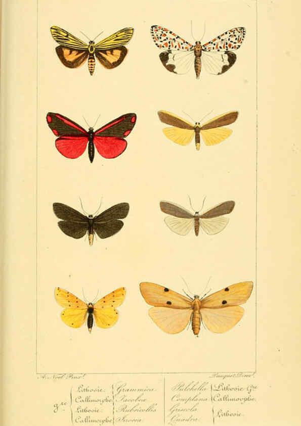 Reproducción/Reproduction 6053860476: Histoire naturelle des lépidoptères d'Europe Paris :L. de Bure,1845
