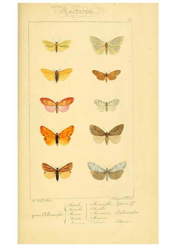 Reproducción/Reproduction 6053860840: Histoire naturelle des lépidoptères d'Europe Paris :L. de Bure,1845