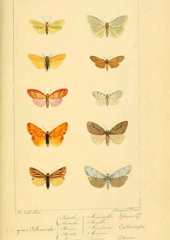 Reproducción/Reproduction 6053860840: Histoire naturelle des lépidoptères d'Europe Paris :L. de Bure,1845