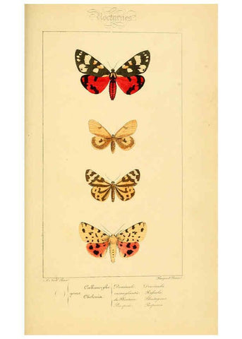 Reproducción/Reproduction 6053313161: Histoire naturelle des lépidoptères d'Europe Paris :L. de Bure,1845