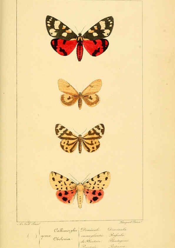 Reproducción/Reproduction 6053313161: Histoire naturelle des lépidoptères d'Europe Paris :L. de Bure,1845