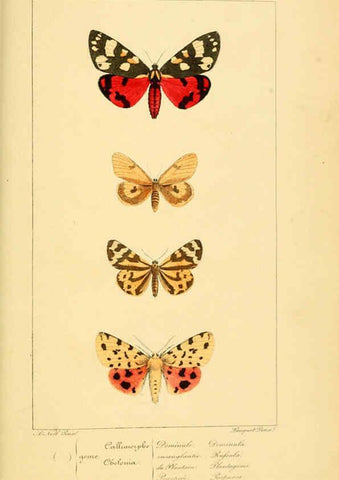 Reproducción/Reproduction 6053313161: Histoire naturelle des lépidoptères d'Europe Paris :L. de Bure,1845