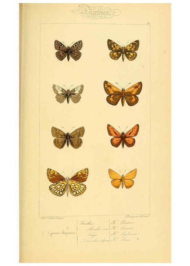 Reproducción/Reproduction 6053855860: Histoire naturelle des lépidoptères d'Europe Paris :L. de Bure,1845