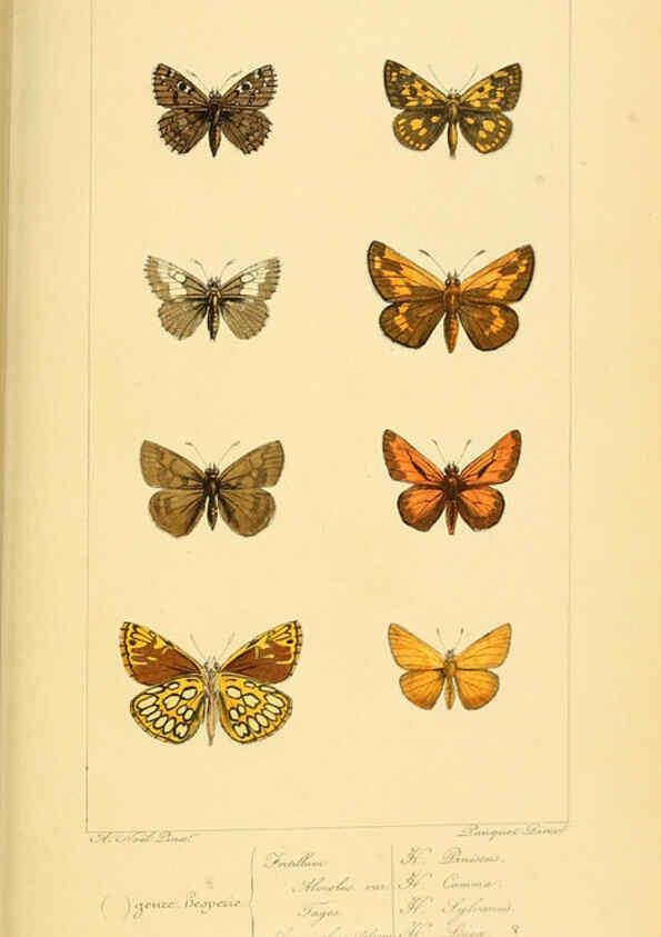 Reproducción/Reproduction 6053855860: Histoire naturelle des lépidoptères d'Europe Paris :L. de Bure,1845