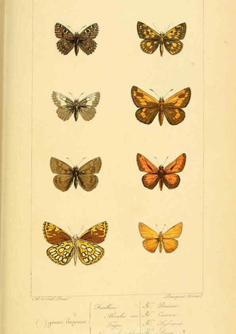 Reproducción/Reproduction 6053855860: Histoire naturelle des lépidoptères d'Europe Paris :L. de Bure,1845