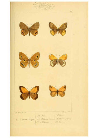 Reproducción/Reproduction 6053306299: Histoire naturelle des lépidoptères d'Europe Paris :L. de Bure,1845