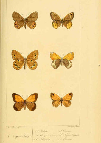 Reproducción/Reproduction 6053306299: Histoire naturelle des lépidoptères d'Europe Paris :L. de Bure,1845