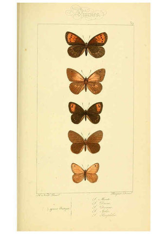 Reproducción/Reproduction 6053306071: Histoire naturelle des lépidoptères d'Europe Paris :L. de Bure,1845