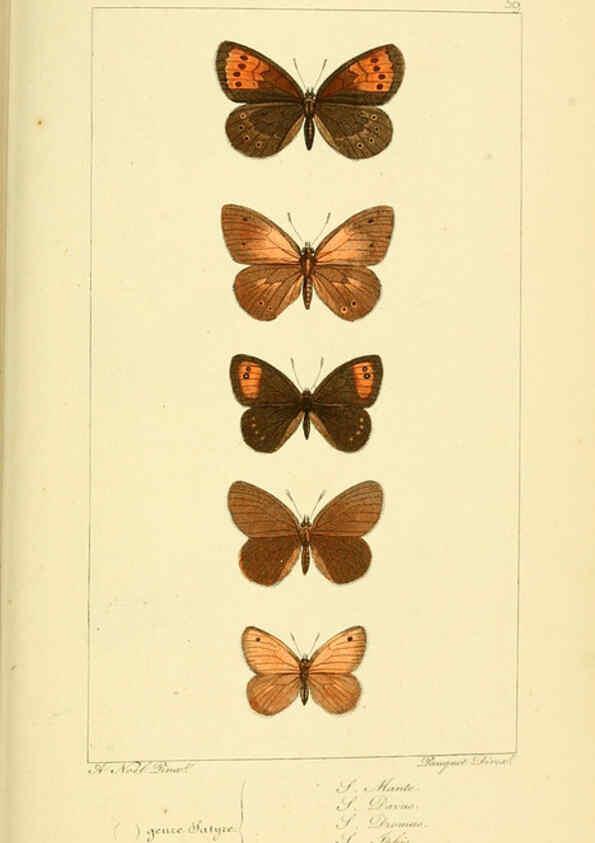 Reproducción/Reproduction 6053306071: Histoire naturelle des lépidoptères d'Europe Paris :L. de Bure,1845