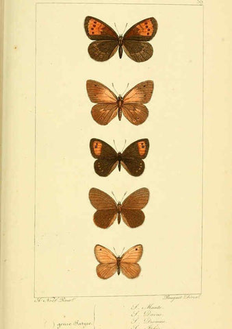 Reproducción/Reproduction 6053306071: Histoire naturelle des lépidoptères d'Europe Paris :L. de Bure,1845