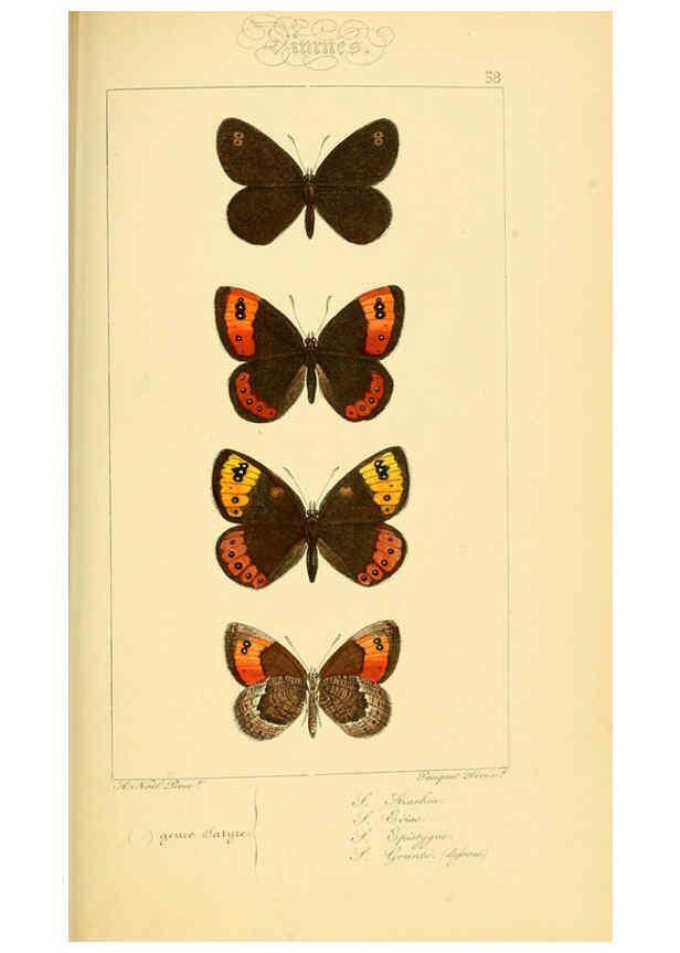 Reproducción/Reproduction 6053854320: Histoire naturelle des lépidoptères d'Europe Paris :L. de Bure,1845
