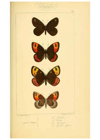Reproducción/Reproduction 6053854320: Histoire naturelle des lépidoptères d'Europe Paris :L. de Bure,1845