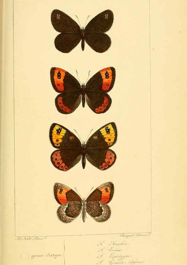 Reproducción/Reproduction 6053854320: Histoire naturelle des lépidoptères d'Europe Paris :L. de Bure,1845