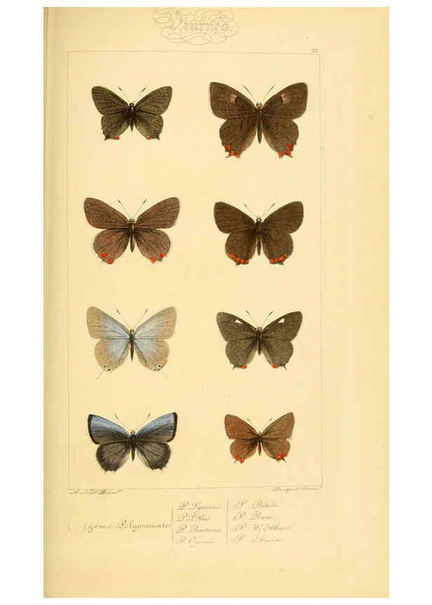 Reproducción/Reproduction 6053831118: Histoire naturelle des lépidoptères d'Europe Paris :L. de Bure,1845