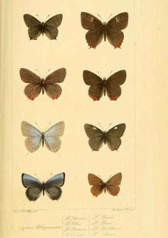 Reproducción/Reproduction 6053831118: Histoire naturelle des lépidoptères d'Europe Paris :L. de Bure,1845