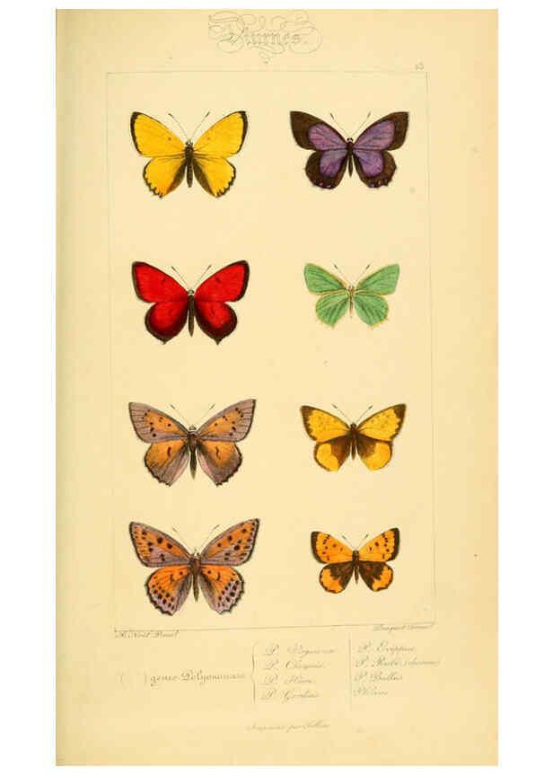 Reproducción/Reproduction 6053831636: Histoire naturelle des lépidoptères d'Europe Paris :L. de Bure,1845