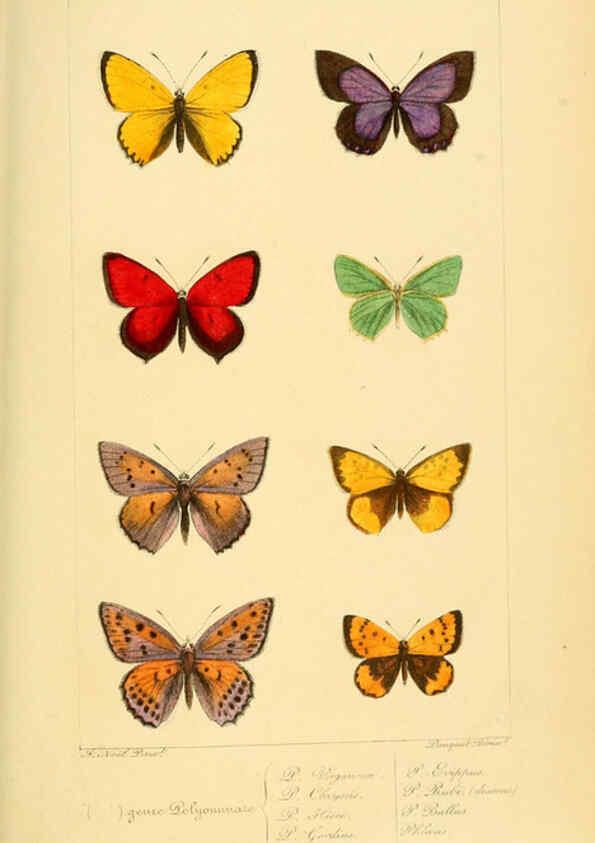 Reproducción/Reproduction 6053831636: Histoire naturelle des lépidoptères d'Europe Paris :L. de Bure,1845