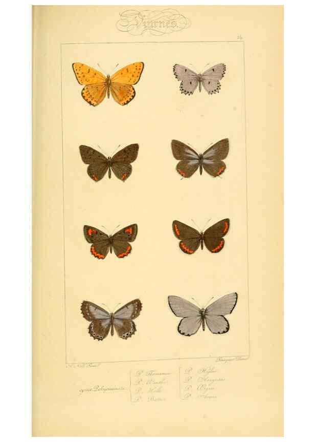 Reproducción/Reproduction 6053282215: Histoire naturelle des lépidoptères d'Europe Paris :L. de Bure,1845