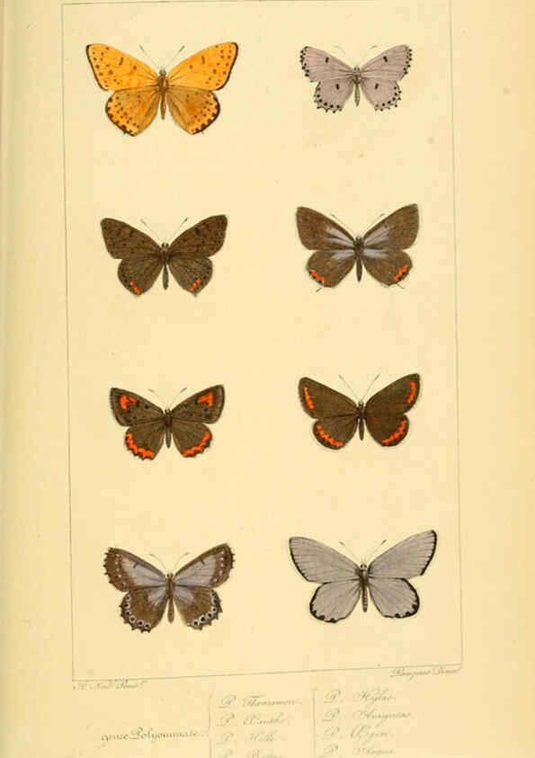 Reproducción/Reproduction 6053282215: Histoire naturelle des lépidoptères d'Europe Paris :L. de Bure,1845