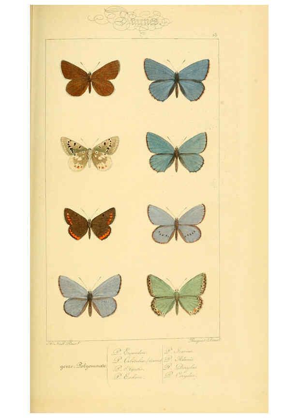 Reproducción/Reproduction 6053832424: Histoire naturelle des lépidoptères d'Europe Paris :L. de Bure,1845