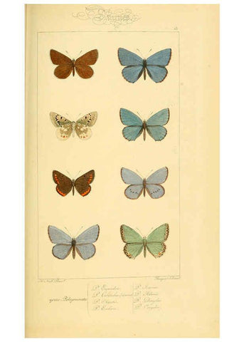 Reproducción/Reproduction 6053832424: Histoire naturelle des lépidoptères d'Europe Paris :L. de Bure,1845