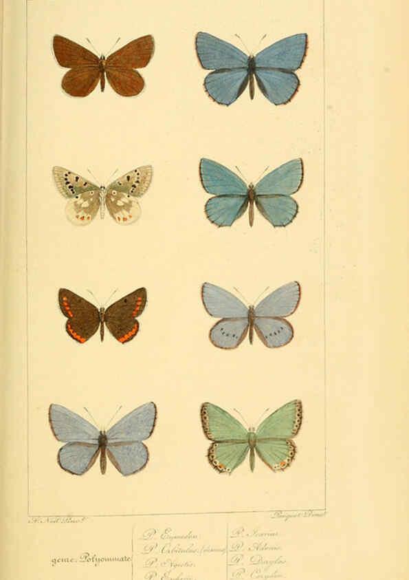 Reproducción/Reproduction 6053832424: Histoire naturelle des lépidoptères d'Europe Paris :L. de Bure,1845