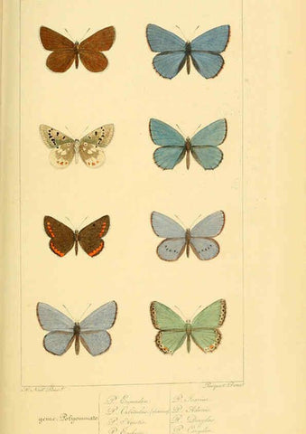 Reproducción/Reproduction 6053832424: Histoire naturelle des lépidoptères d'Europe Paris :L. de Bure,1845