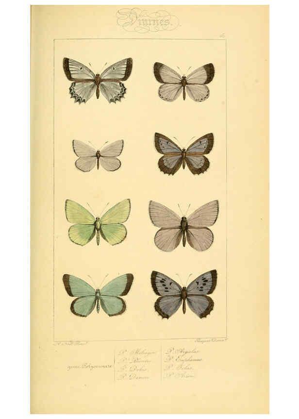 Reproducción/Reproduction 6053835074: Histoire naturelle des lépidoptères d'Europe Paris :L. de Bure,1845