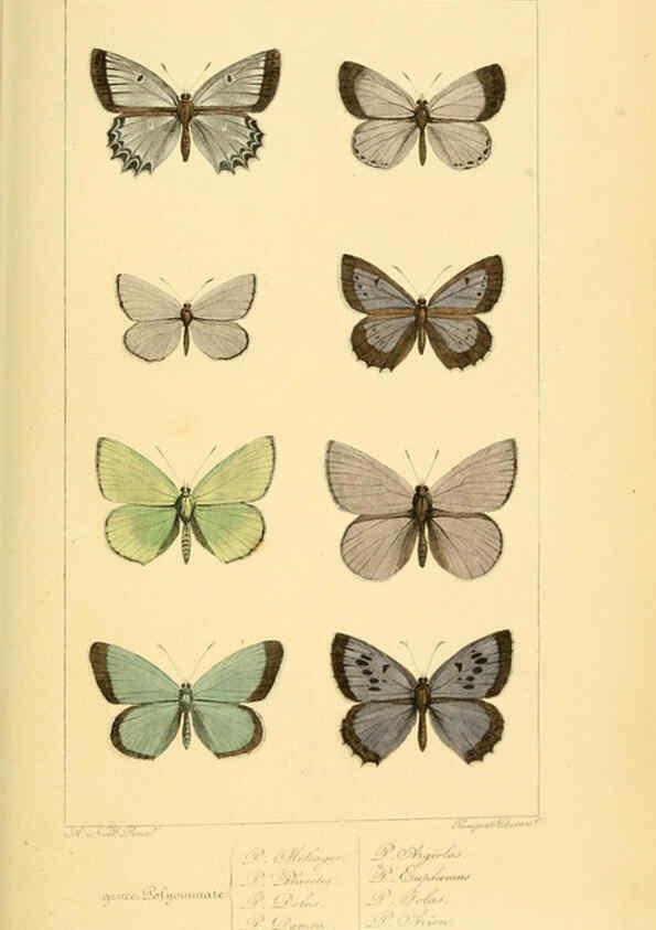 Reproducción/Reproduction 6053835074: Histoire naturelle des lépidoptères d'Europe Paris :L. de Bure,1845