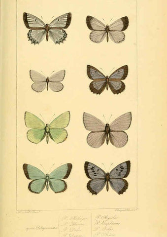 Reproducción/Reproduction 6053835074: Histoire naturelle des lépidoptères d'Europe Paris :L. de Bure,1845