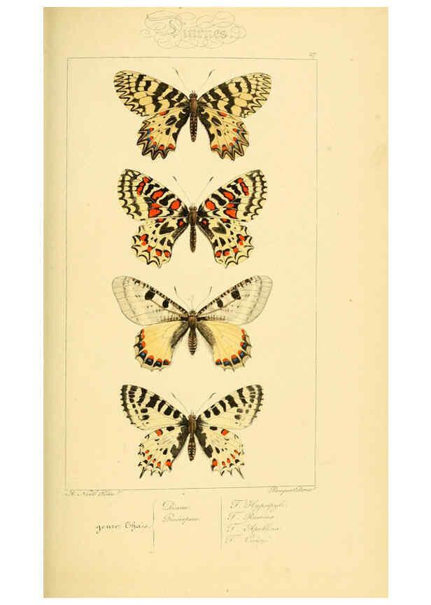 Reproducción/Reproduction 6053836224: Histoire naturelle des lépidoptères d'Europe Paris :L. de Bure,1845
