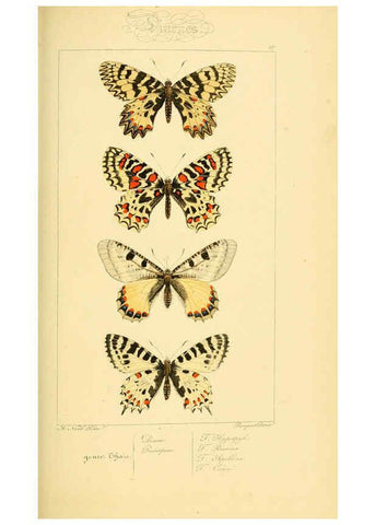 Reproducción/Reproduction 6053836224: Histoire naturelle des lépidoptères d'Europe Paris :L. de Bure,1845