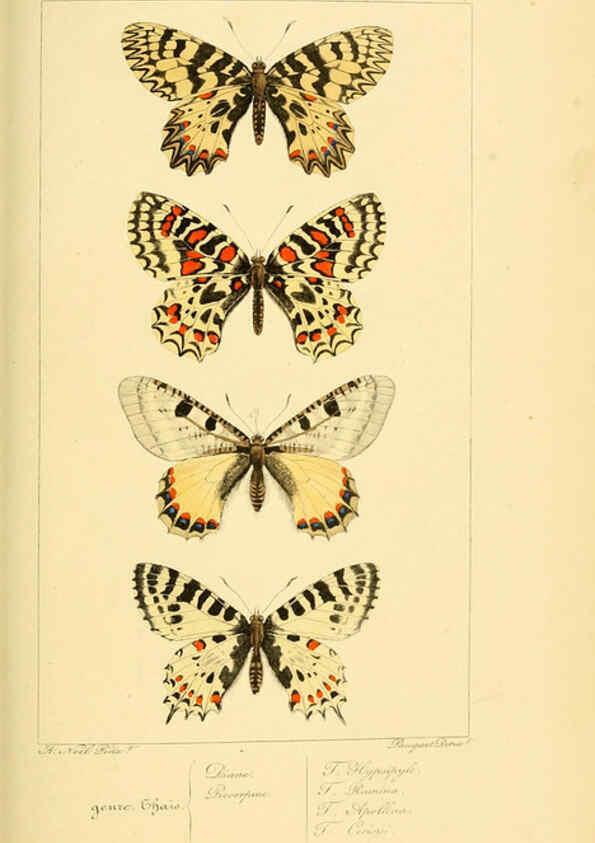 Reproducción/Reproduction 6053836224: Histoire naturelle des lépidoptères d'Europe Paris :L. de Bure,1845