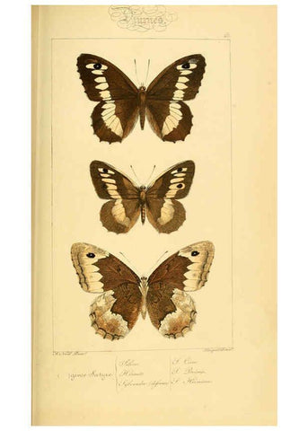 Reproducción/Reproduction 6053837714: Histoire naturelle des lépidoptères d'Europe Paris :L. de Bure,1845