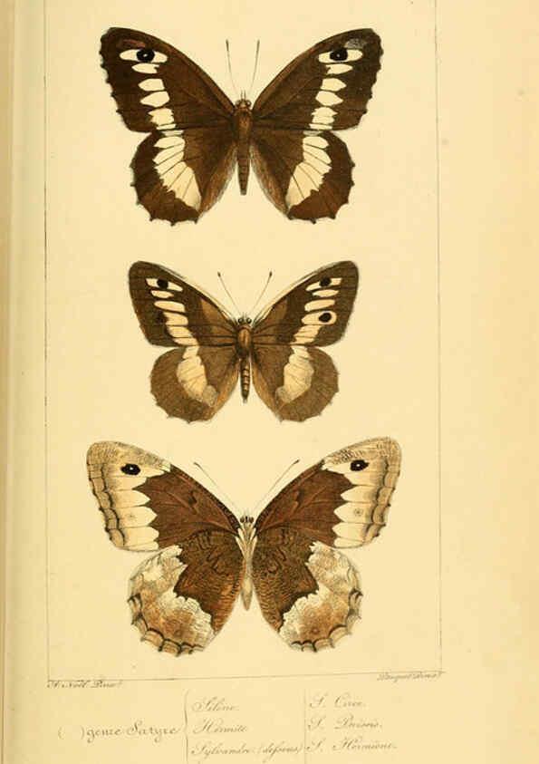 Reproducción/Reproduction 6053837714: Histoire naturelle des lépidoptères d'Europe Paris :L. de Bure,1845