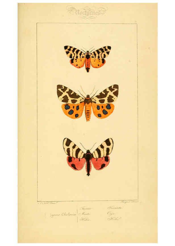 Reproducción/Reproduction 6053313551: Histoire naturelle des lépidoptères d'Europe Paris :L. de Bure,1845