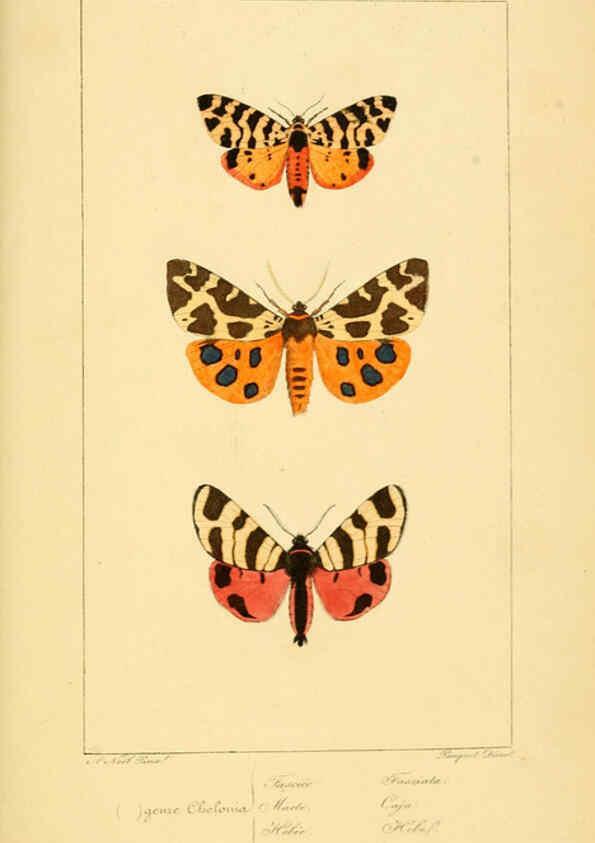 Reproducción/Reproduction 6053313551: Histoire naturelle des lépidoptères d'Europe Paris :L. de Bure,1845