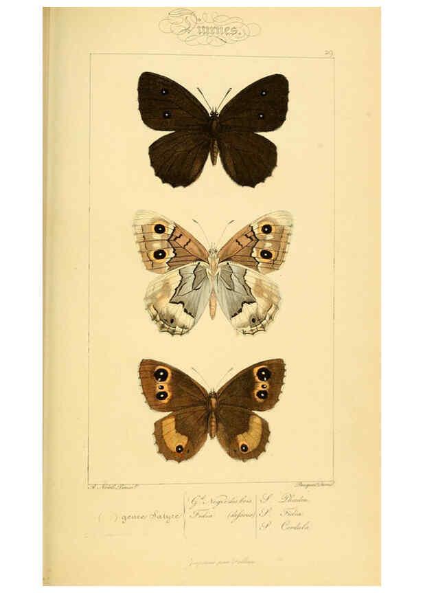 Reproducción/Reproduction 6053288111: Histoire naturelle des lépidoptères d'Europe Paris :L. de Bure,1845
