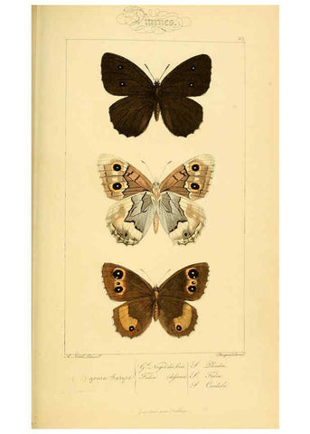 Reproducción/Reproduction 6053288111: Histoire naturelle des lépidoptères d'Europe Paris :L. de Bure,1845