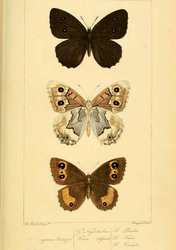 Reproducción/Reproduction 6053288111: Histoire naturelle des lépidoptères d'Europe Paris :L. de Bure,1845