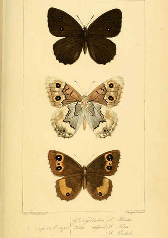 Reproducción/Reproduction 6053288111: Histoire naturelle des lépidoptères d'Europe Paris :L. de Bure,1845